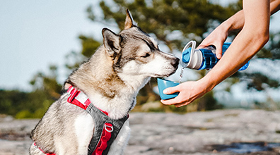 Kurgo Gourd Water Bottle & Bowl 